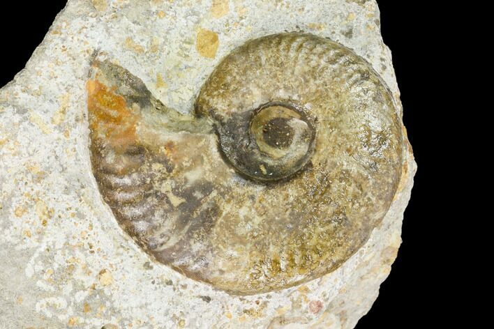 Ammonite Fossil - Boulemane, Morocco #122422